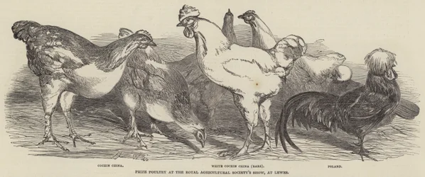 Prijsgevogelte op de Royal Agricultural Society